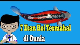 7 Ikan Koi Termahal di Dunia