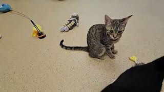 Shelter Kittens Crowd Volunteer in Order to Cause Chaos & Eat Phone! [REAL]