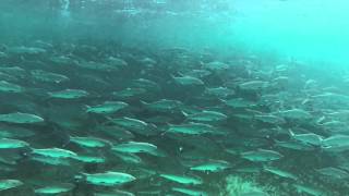 Bahamas Spawning Bonefish Research