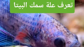 تعرف على سمك البيتا 🐟 🐠 🎣