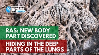 RAS: New Body Part Discovered Hiding in the Deep Parts of the Lungs