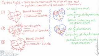 Cardiac Cycle