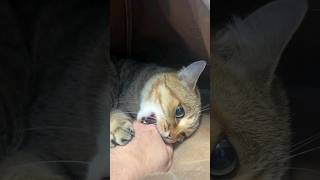 Кошки- это не только мур мур😾