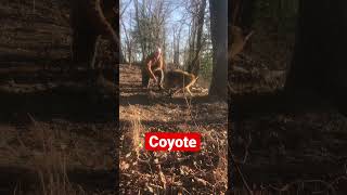 Coyote 😳👊🏻 #trap #trapper #trapping #nature #outdoors #survival #shorts