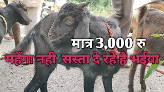 महँगा नही  सस्ता दे रहे है भईया  ब्लैक बंगाल बकरी खरीदें ! मात्र 3000 रु ? झुमरा बाजरा हजारीबाग !