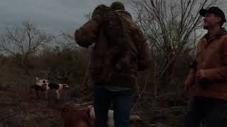 Daylight Bobcat Hunt