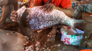 Giant  Catla Carp Fish  Cutting & slicing In Fish Market 2021| Fish Cutting Skills||HD