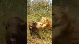 Lion Attack baby buffalo #shorts