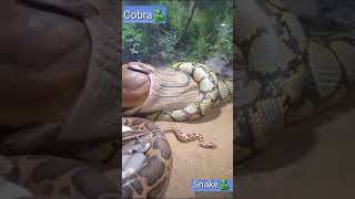 world biggest snake |largest snake| #short