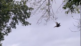 Pheasants flushing #gamekeeper #berkshire #agriculture