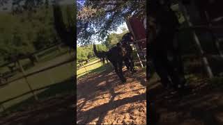 Patada mortal a un caballo