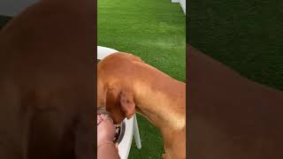 Handfed Vizsla… 😉