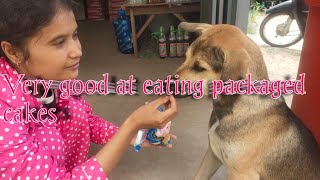 #dog #love #wow #cute #owner #very #good #at #ating #pack #aged