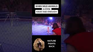 When Animals (lions) have had enough