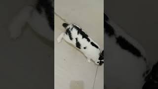 stangness #bunny #farming #rabbit #pets #animal #youtubeshorts