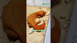 Ini jenis Gecko yang cocok buat anak introvert 😬🦎 #jenisgecko #morphgecko #geckointrovert #gecko