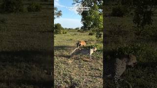 🐺Hyena steal Leopards prey🦁 #youtube #hyena #leopard #animals #ytshorts #wildlife #amazingfacts