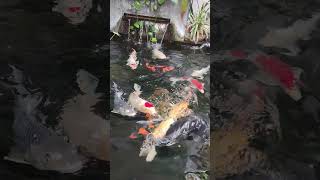 bong bong #koi #koifarm #koifish #koipond #fish #fishing #aquarium