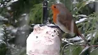 British Birds UK Robin & Snow in my winter garden ~ Wildlife of Britain