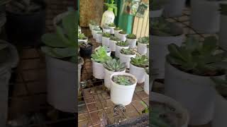 Hanging baskets #garden #houseplants #indoorplants #gardening #plants #shorts #shortvideo