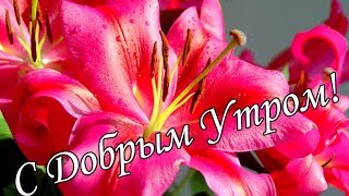 С ДОБРЫМ УТРОМ !🌼Желаю Самого Доброго Солнечного Утра!🌼  Шикарная Музыкальная открытка 🌼