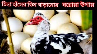 চিনা হাঁসের ডিম বাড়ানোর ঘরোয়া উপায় | cina hash | china hash #চিনা_হাঁসের_খামার #graduate_farmer