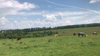 Caii din pășunea din Ocna-Sugatag,Maramures2018