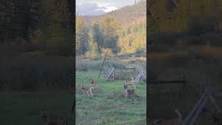 Deer during mating season!