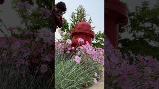 Fire Hydrant Surrounded by Flowers