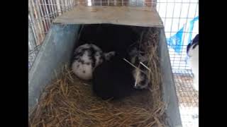 Checking on Baby Bunnies During a Winter Storm