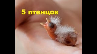 5 птенцов у Канарейки. Птицы.