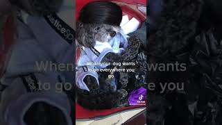 CUTE DOG IN MY  PURSE | Princess loves to hop in my purse #shorts #PrincessAndShay