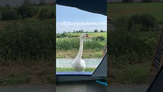 Swans come knocking #narrowboatlife #narrowboating #narrowboat #canal # canallife