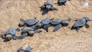 Caretta Caretta Turtles in Lara Cyprus from Above