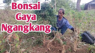 Gass Lagi !! Berburu Bakalan Bonsai Calon Juara