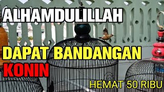 DAPAT BURUNG KONIN BANDANGAN TAK TERDUGA !