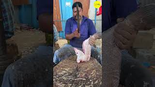 KASIMEDU SPEED SELVAM FISH CUTTING VIDEO / cutting focus #kasimeduselvam #bigfishcutting