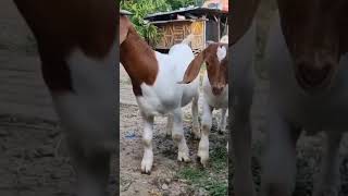 kambing Boer, gemes