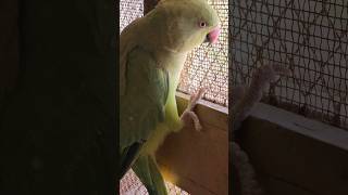 Love her eyes 😍 #cockatielqueen #parrottalking #ringneckparrot #mithu #birds #parrot #parrrot #cute