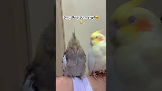 Adorable Cockatiels Fall Asleep On Me 😴 #cockatiel #sleep #cute #shorts