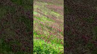 Behold the beauty of nature 🌿✨#trending #ytshorts #nature #wildflowers #beauty #explore #tamil