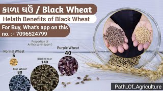 Black wheat - काला गेहूं | काले गेहूं का फायदा | Health Benefits | Black Wheat Farming & All Details