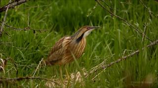 American Bittern (Botaurus lentiginosus) singing