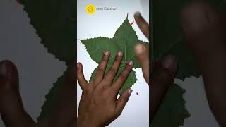 Leaf Printing Calligraphy #art #shorts #trending