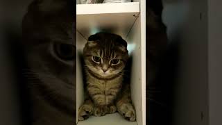 Funny Animal Videos - Funniest Cute Cats And Dogs #animals#shorts #cats #dog