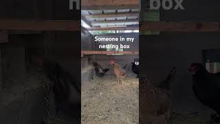 chickens are not happy someone in their nesting box #chickens #chickencoop @Chickenchaos #freerange