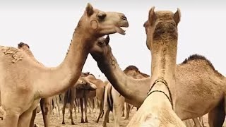 Beautiful 🙌camel 🙌💫is drinking water in the 🐪🐫🐪🐫river