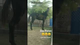 #Horse Video / #Horse Stud farm / The Cute - Colt ( Dev Ratan ) sire By Champion * Bharat Ratan * 😊😊