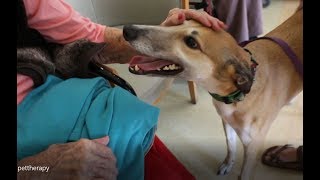 Rescue Greyhound Pet Therapy in Aged Care