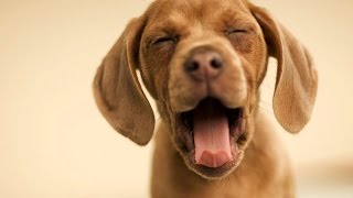 Música para cães - relaxar e dormir para seu animal de estimação relaxante